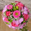 R��e,astry,fr�zie, dendrobium,