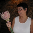 svatebn� Protea